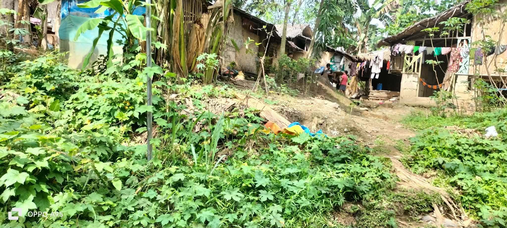 Homes and lush vegetation along a rural community pathway