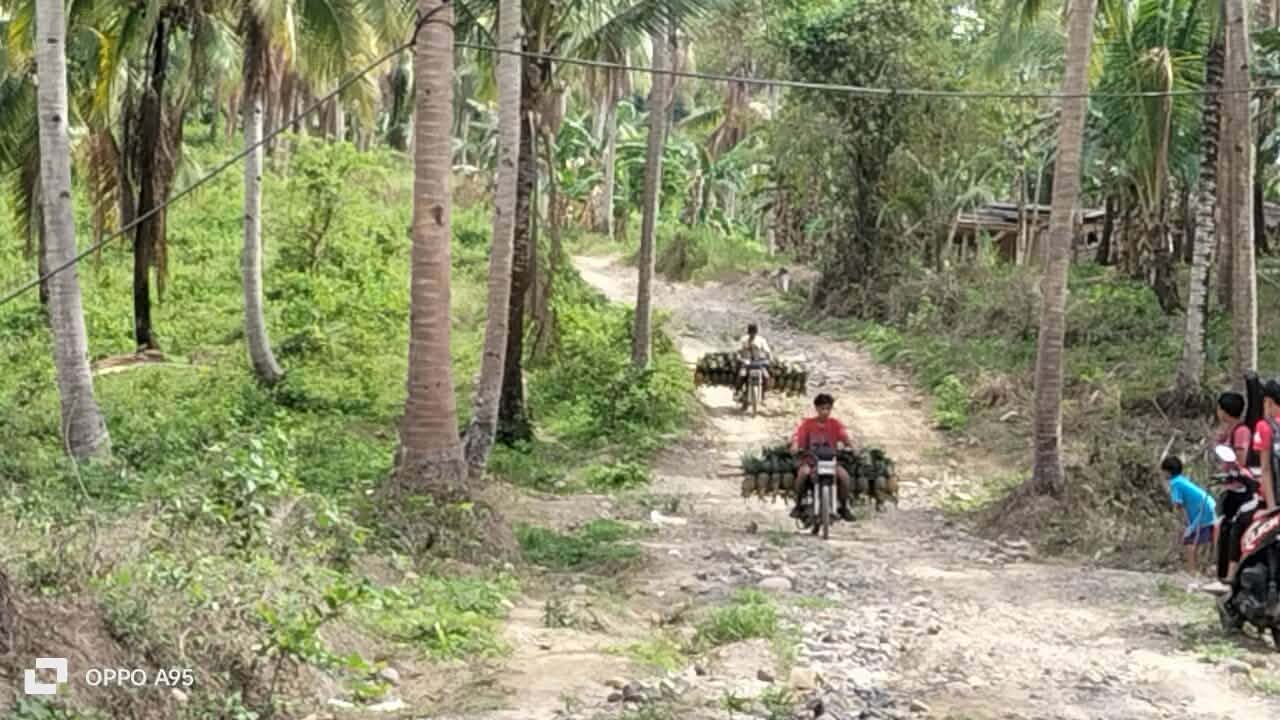 Motorcycles traveling along a rocky road through a coconut-growing area