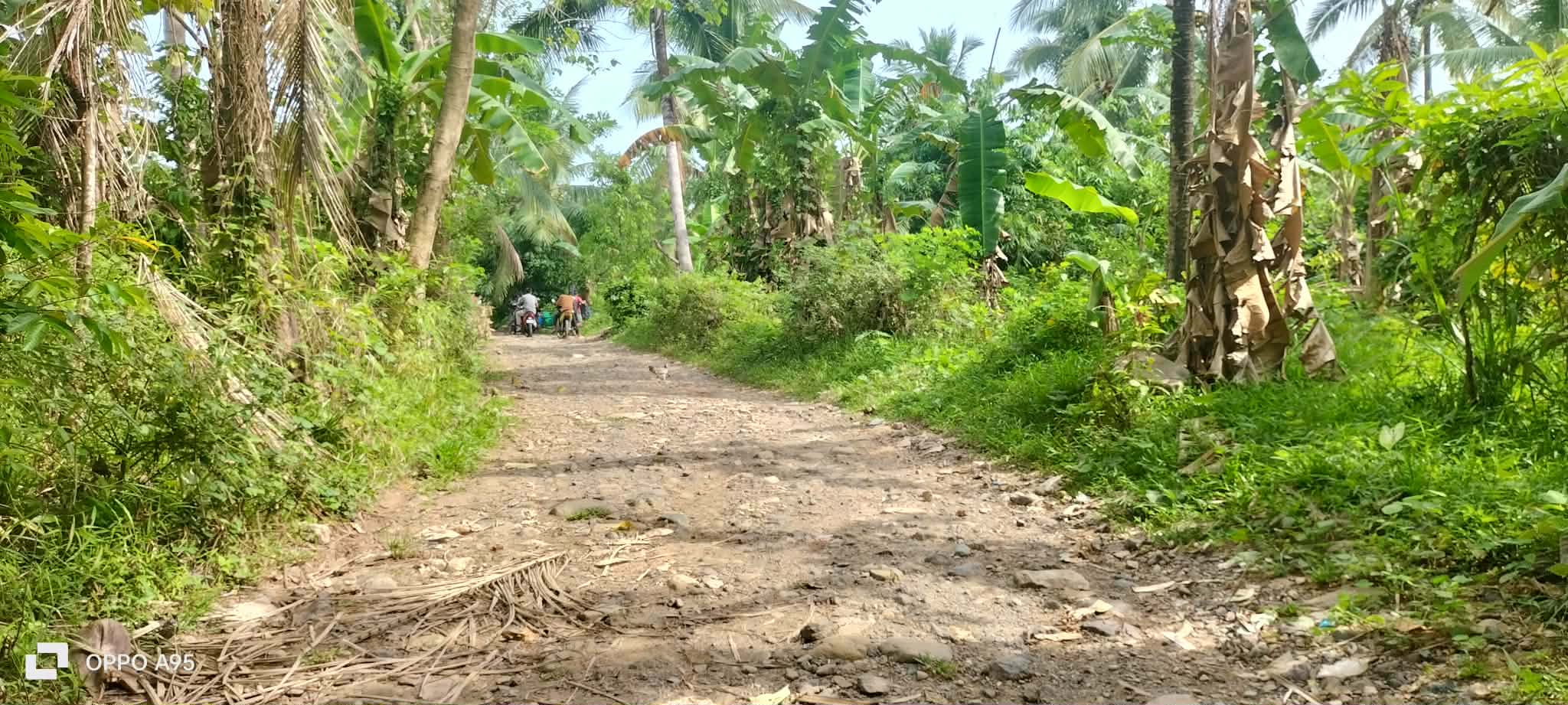 A rocky rural road winding through dense tropical vegetation