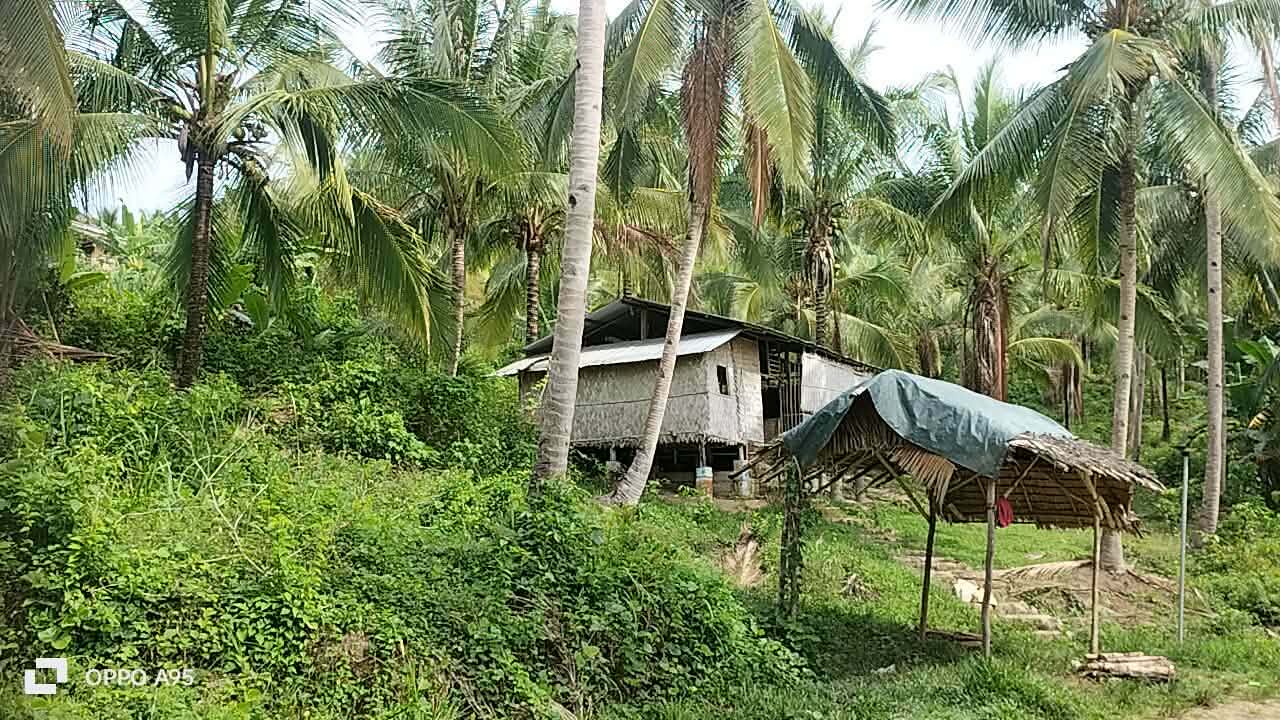 A rural home set among coconut trees and dense tropical vegetation